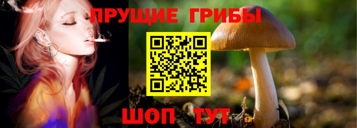 Псилоцибиновые грибы Psilocybe Юрга